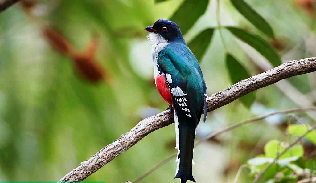 Cuban trogon